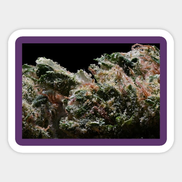 Platinum Jack Macro - Weed Design Sticker by MrGreenGenes420